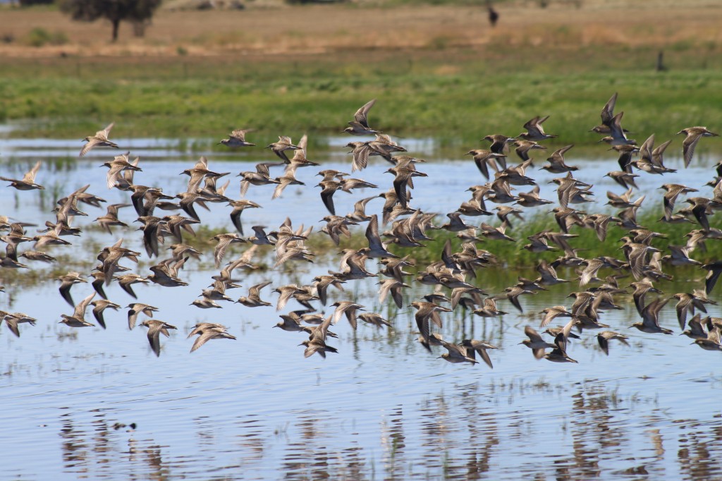 Hundreds of Endangered Bunyip Birds Unaccounted For | Murray Wildlife